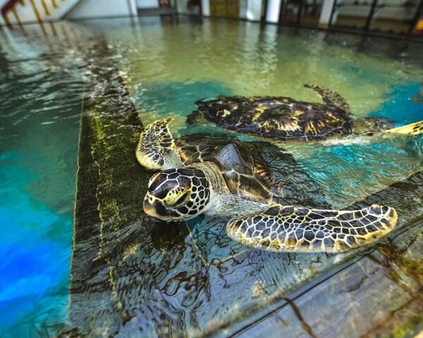 turtle hatchery kosgoda